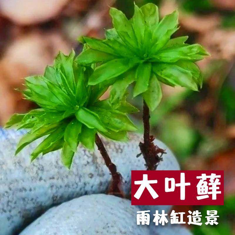 大叶藓盆栽青苔藓生态缸拇指缸趣味造景翡翠莲花微景观造景小植物,鲜花速递/花卉仿真/绿植园艺,海藻球,淘宝优惠券,粉丝福利购,淘宝优惠卷