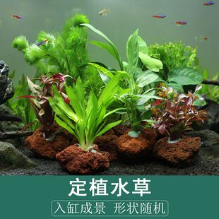 鱼缸水草造景懒人造景火山石多孔石水草定植活体淡水植物净化增氧