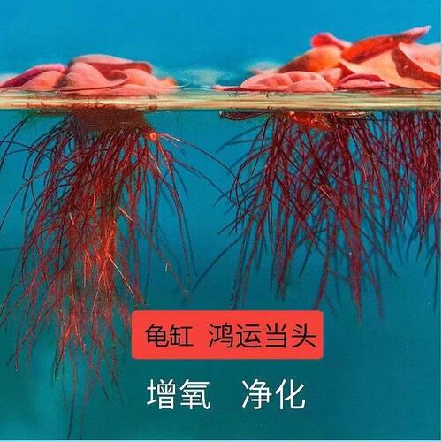 乌龟晒台天然龙眼木净化