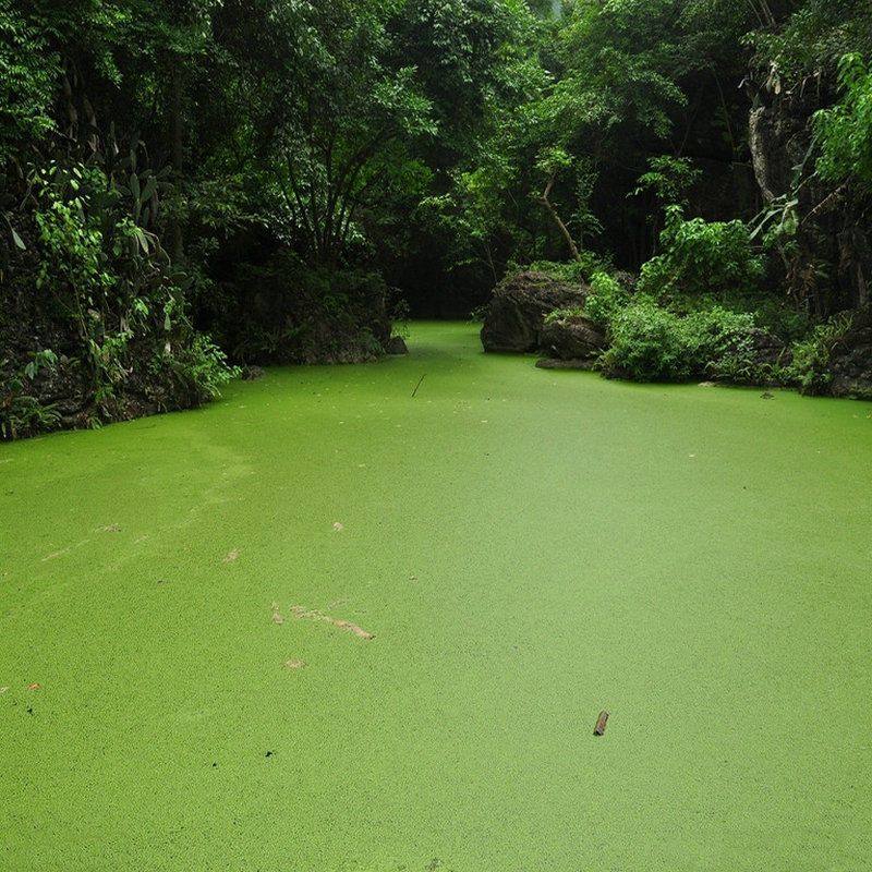 小叶浮萍小浮萍芝麻浮萍无根萍卵萍圆心浮萍鱼缸装饰懒人增氧水培,鲜花速递/花卉仿真/绿植园艺,海藻球,淘宝优惠券,粉丝福利购,淘宝优惠卷
