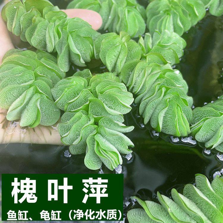 浮萍水草植物槐叶萍兔耳鱼缸造景养鱼龟水培净化水质共养遮阴懒人,鲜花速递/花卉仿真/绿植园艺,海藻球,淘宝优惠券,粉丝福利购,淘宝优惠卷