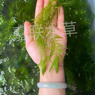 自养金鱼藻阴性水草植物 易养易繁殖净化水 淡水水族鱼缸阳台造景