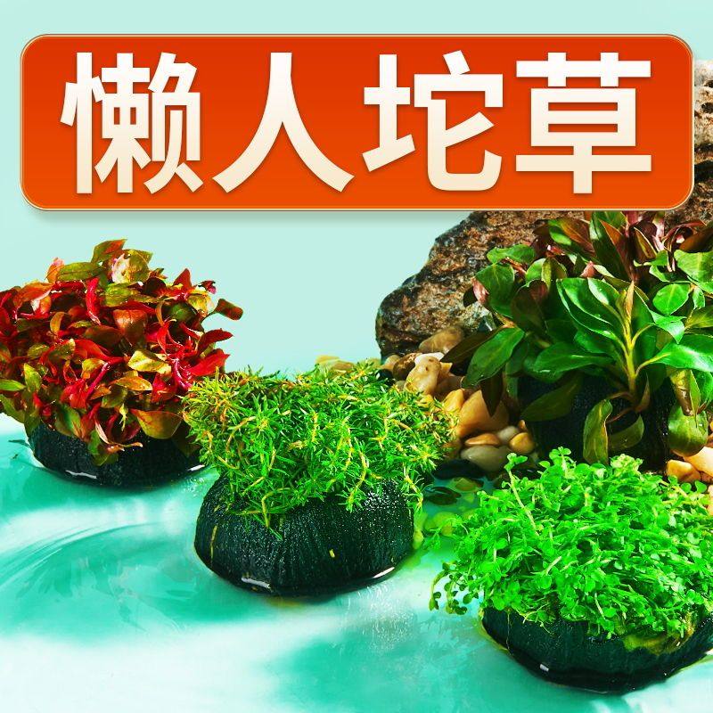 入门级懒人水草组合套餐增氧坨草鱼缸坨草植物庭院净化水质沉水,鲜花速递/花卉仿真/绿植园艺,海藻球,淘宝优惠券,粉丝福利购,淘宝优惠卷