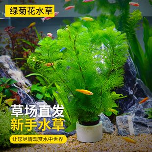 鱼缸造景水草绿菊花水族箱草缸装饰植物活体真水草藻类懒人新手