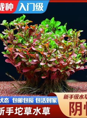 鱼缸简单易养红色水草红波有茎活体中前景草阴性增氧净化水质新手