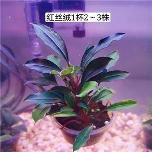 辣椒榕水草易鱼缸造景蓝精灵淡水植物沉木阴性无需co2幽灵布朗尼