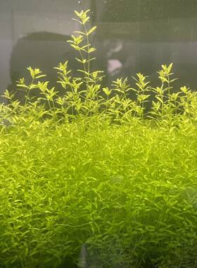 水草组合6选4随机发水下