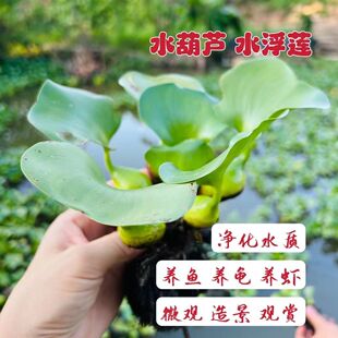 会开花水葫芦净化水质水族的好伴侣水生植物水草增氧水池绿化水草