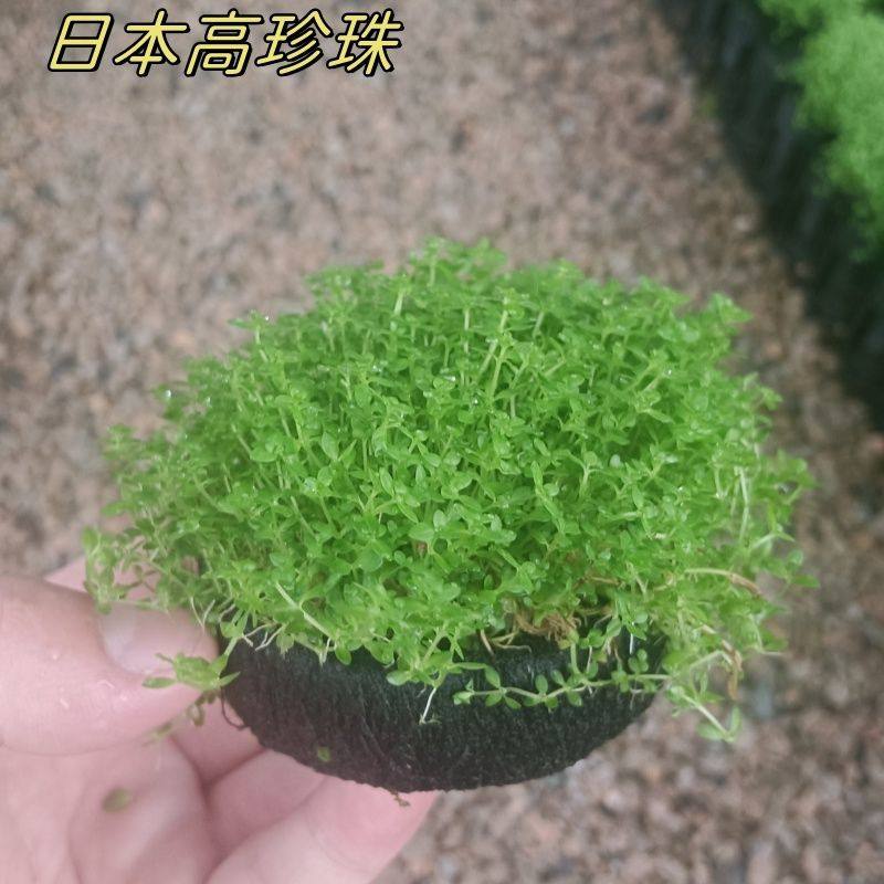 日本高珍珠坨草迷你鱼缸新手造景阴性淡水懒人净化增氧活体水草,鲜花速递/花卉仿真/绿植园艺,海藻球,淘宝优惠券,粉丝福利购,淘宝优惠卷