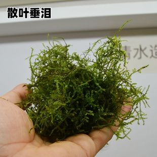 散装莫斯大垂泪阴性水草绑线鱼线杜鹃根沉木不锈钢网片前景草