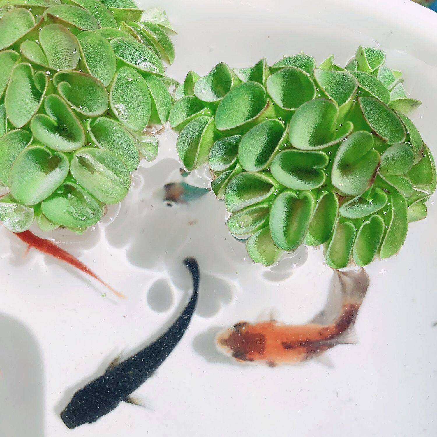 肚兜萍水芙蓉鱼缸水草浮萍一叶莲浮性水草净化水质养鱼龟活体绿植,宠物/宠物食品及用品,造景/装饰,淘宝优惠券,粉丝福利购,淘宝优惠卷