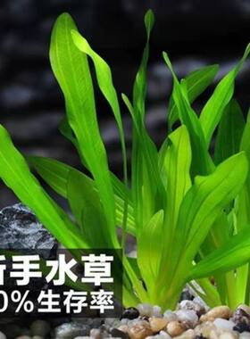净化花草鱼缸里的水草植