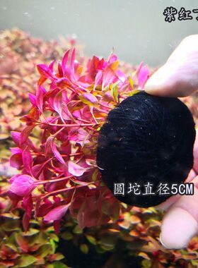 丁香坨草活体水草中后景造景水草懒人坨草紫红丁香火焰丁香红色系