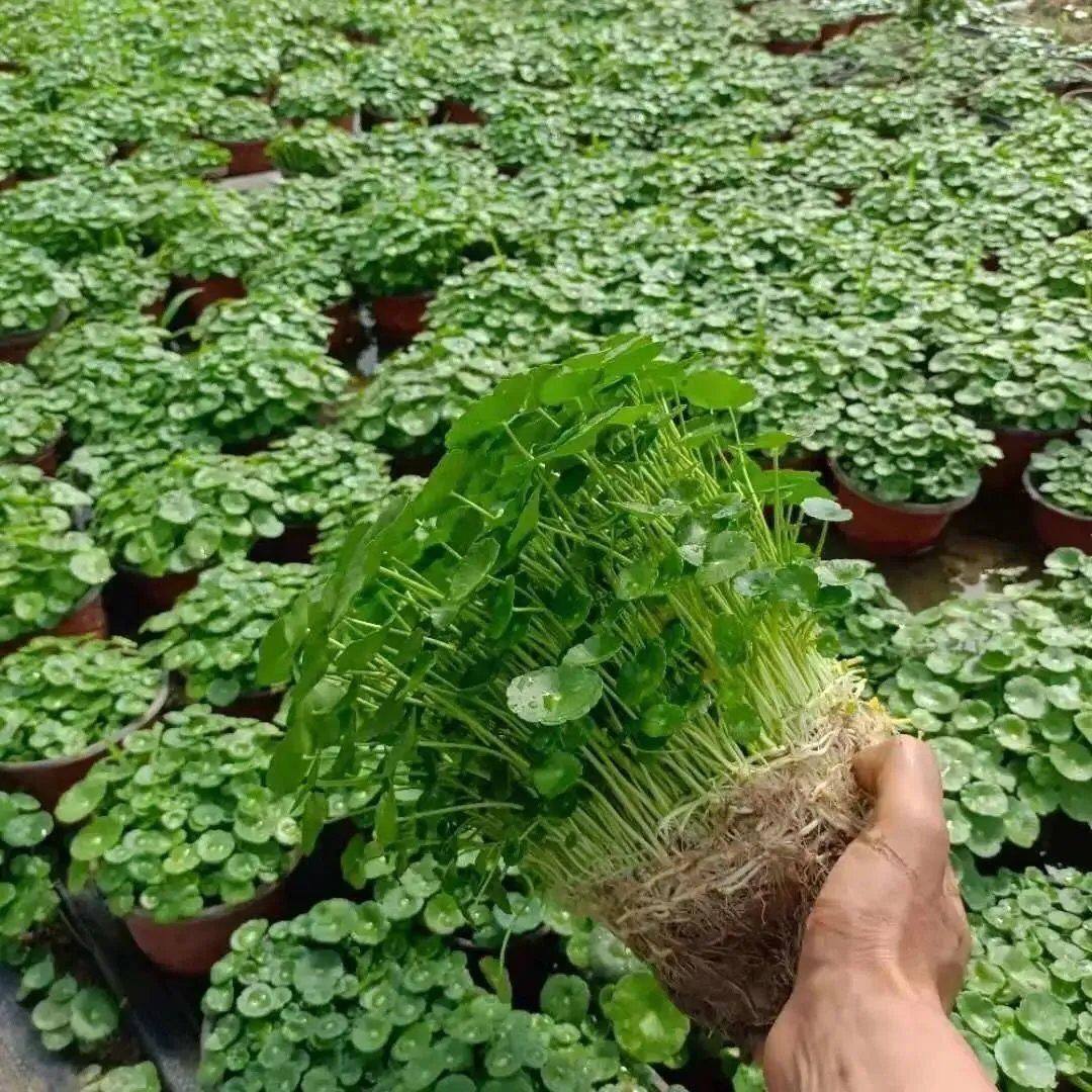 铜钱草水培植物室内外盆栽客厅办公桌金钱草植物花卉绿植净化空气,鲜花速递/花卉仿真/绿植园艺,海藻球,淘宝优惠券,粉丝福利购,淘宝优惠卷