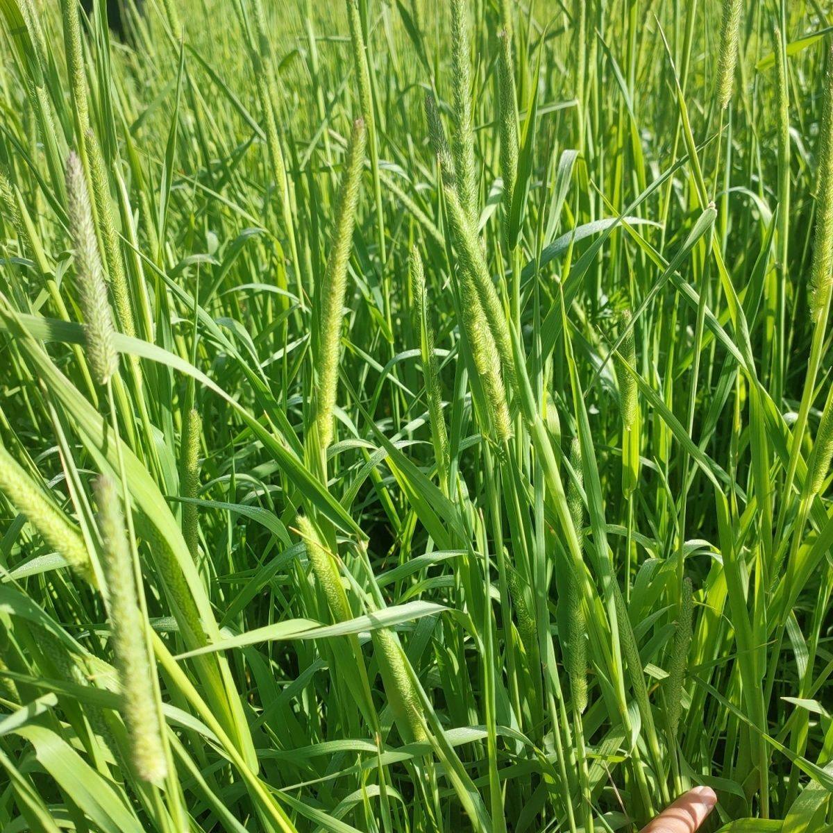 25提摩西烘干有穗有利于磨牙食用新鲜适合豚鼠兔子荷兰猪等宠物,鲜花速递/花卉仿真/绿植园艺,海藻球,淘宝优惠券,粉丝福利购,淘宝优惠卷