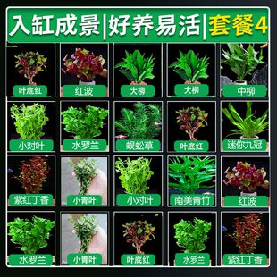 水草组合套餐一整套水下叶新手懒人水草蜈蚣草增氧真草散装