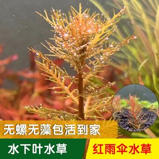 红雨伞水草中后景草缸造景植物淡水植物水下叶打头草阳性水草
