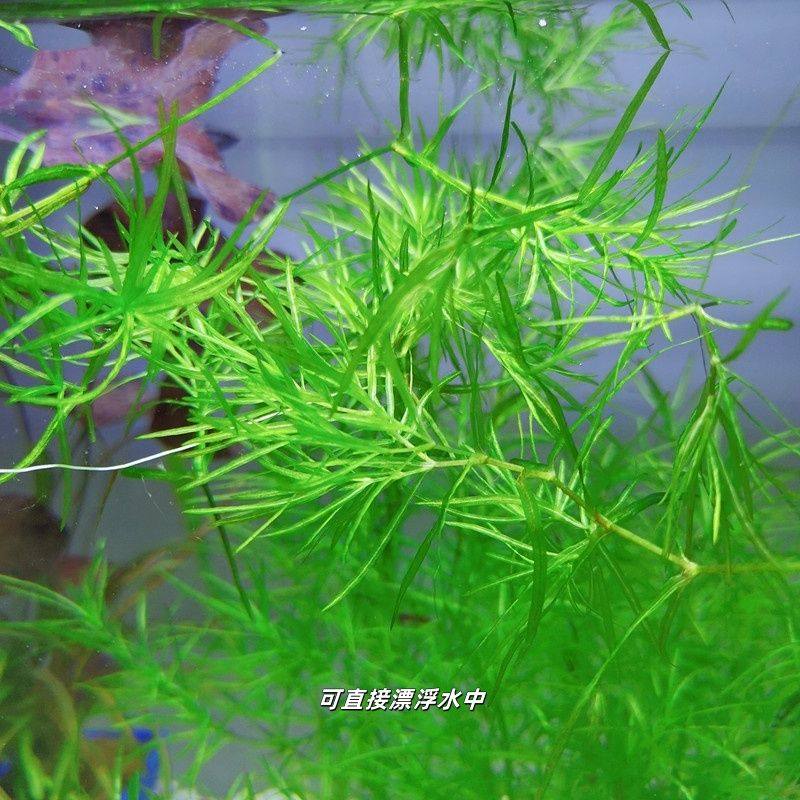 印度小竹节草热带观赏小鱼小虾躲避净化水质懒人新手入门阴性水草,鲜花速递/花卉仿真/绿植园艺,海藻球,淘宝优惠券,粉丝福利购,淘宝优惠卷