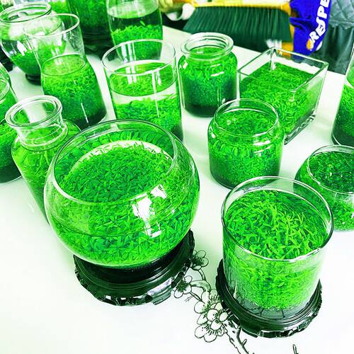 生态瓶植物水草种子桌面