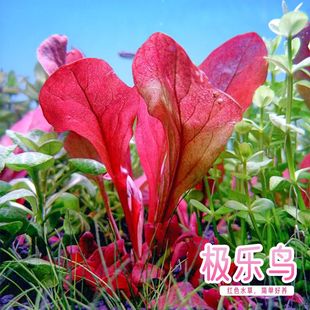 极乐鸟水草稀有前中景水下叶淡水鱼缸造景植物水下叶荷兰景菜园子