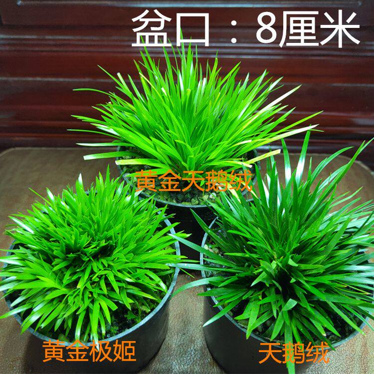 黄金极姬金钱香草贵船苔蝉小川天鹅绒龙根菖蒲虎须草水培附石盆景