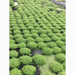 爬地矮珍珠坨草前景水草迷你鱼缸增氧净化活体阴性造景净化水质