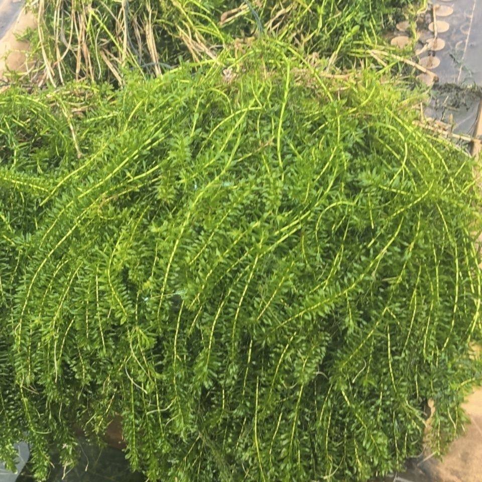 轮叶黑藻芽孢水草龙虾螃蟹养殖专用增氧水质节节草灯笼泡包邮,宠物/宠物食品及用品,造景/装饰,淘宝优惠券,粉丝福利购,淘宝优惠卷