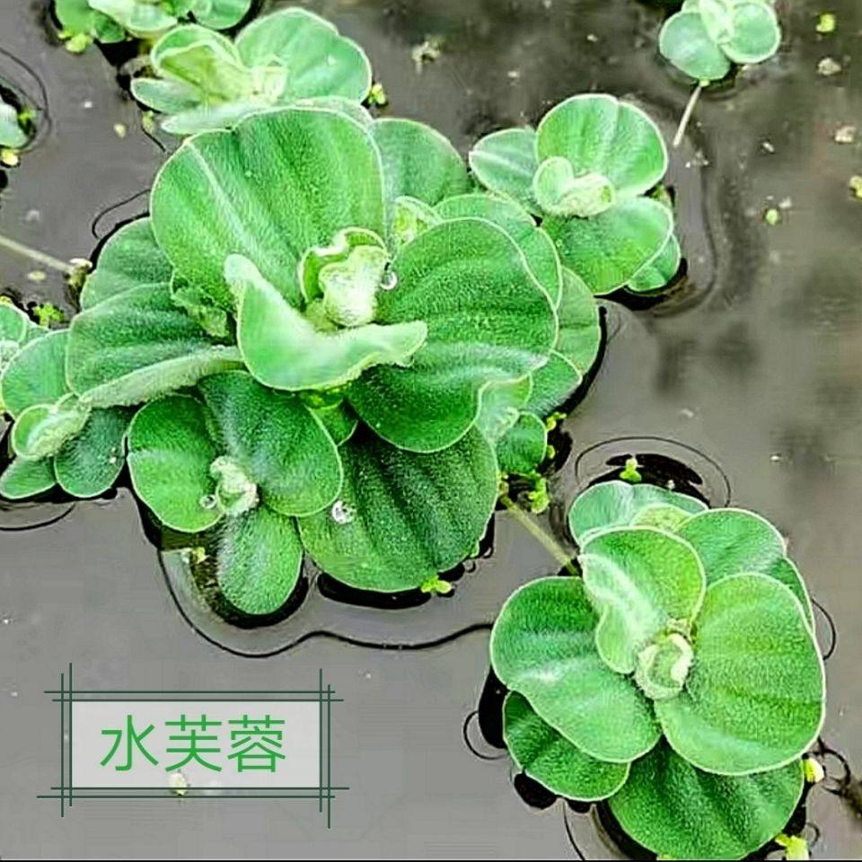水芙蓉水草圆心萍槐叶萍内饰懒人水草造景浮萍水草孔雀鱼小鱼种子,宠物/宠物食品及用品,造景/装饰,淘宝优惠券,粉丝福利购,淘宝优惠卷
