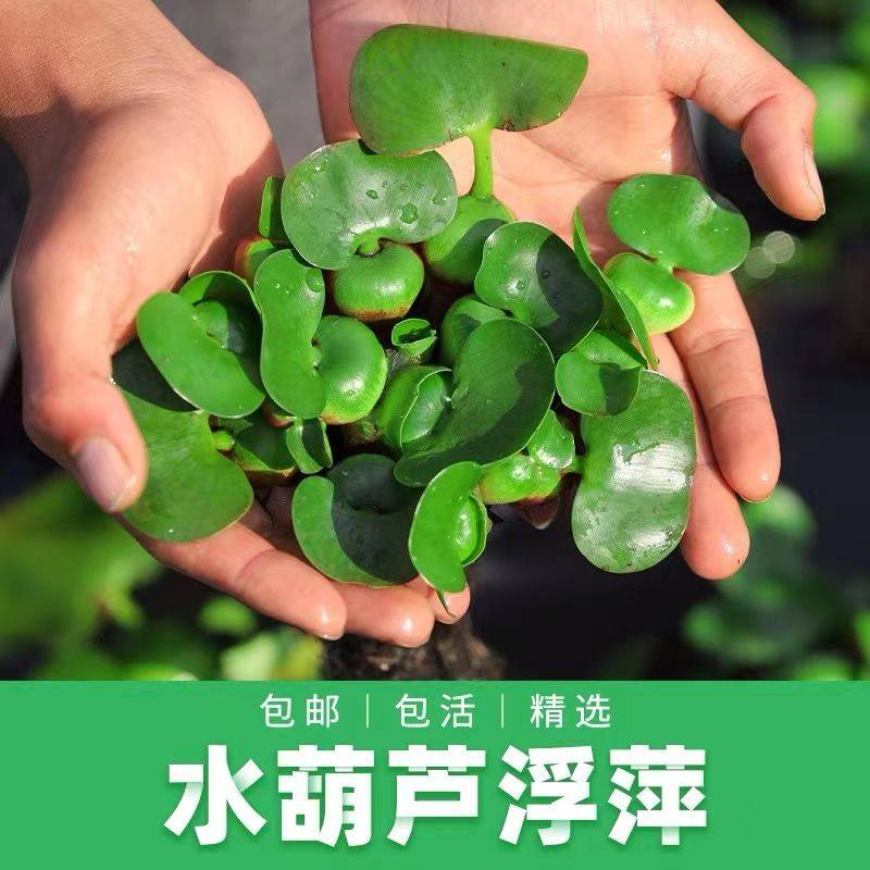 水葫芦水芙蓉小浮萍水生植物鱼缸造景鱼塘净化水质浮萍水草纯天然,宠物/宠物食品及用品,造景/装饰,淘宝优惠券,粉丝福利购,淘宝优惠卷