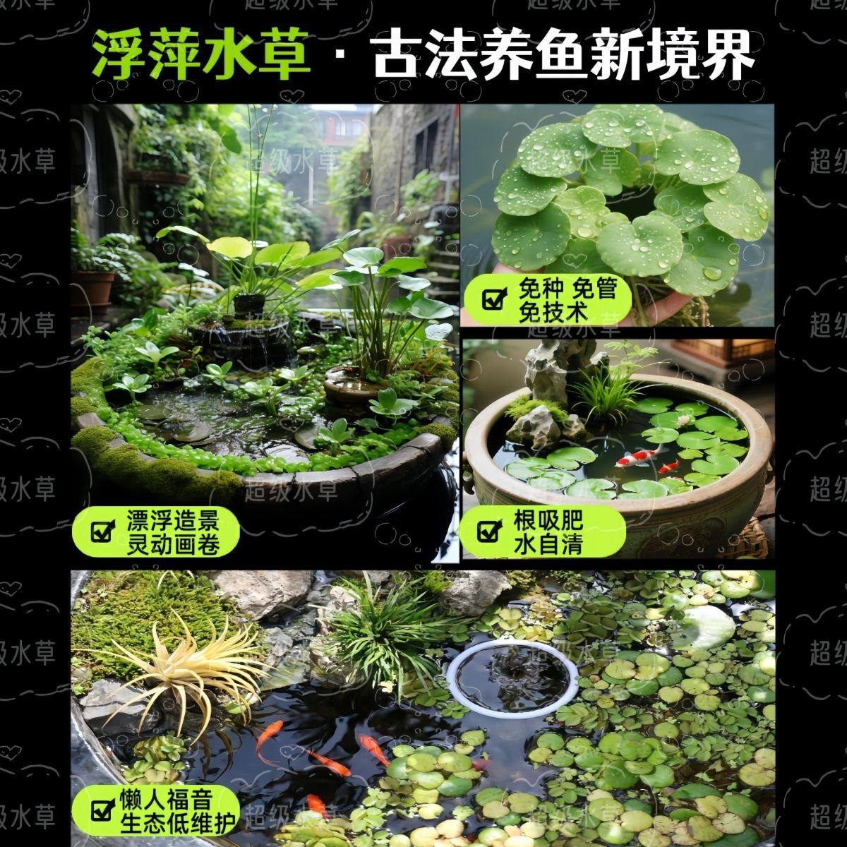 一叶莲浮萍水培植物鱼缸水草造景碗莲睡莲水养生净化水质好养开花,鲜花速递/花卉仿真/绿植园艺,海藻球,淘宝优惠券,粉丝福利购,淘宝优惠卷
