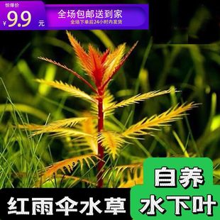 无菌杯红雨伞水草鱼缸懒人植物淡水水族箱中后景水草套餐水培