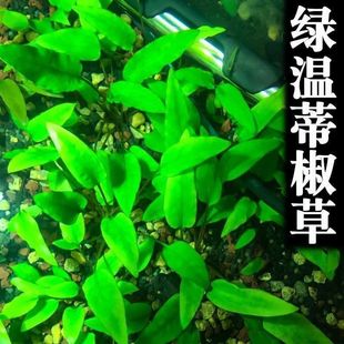 绿温蒂椒草无菌杯水草新手懒人阴性活体前中景鱼缸造景