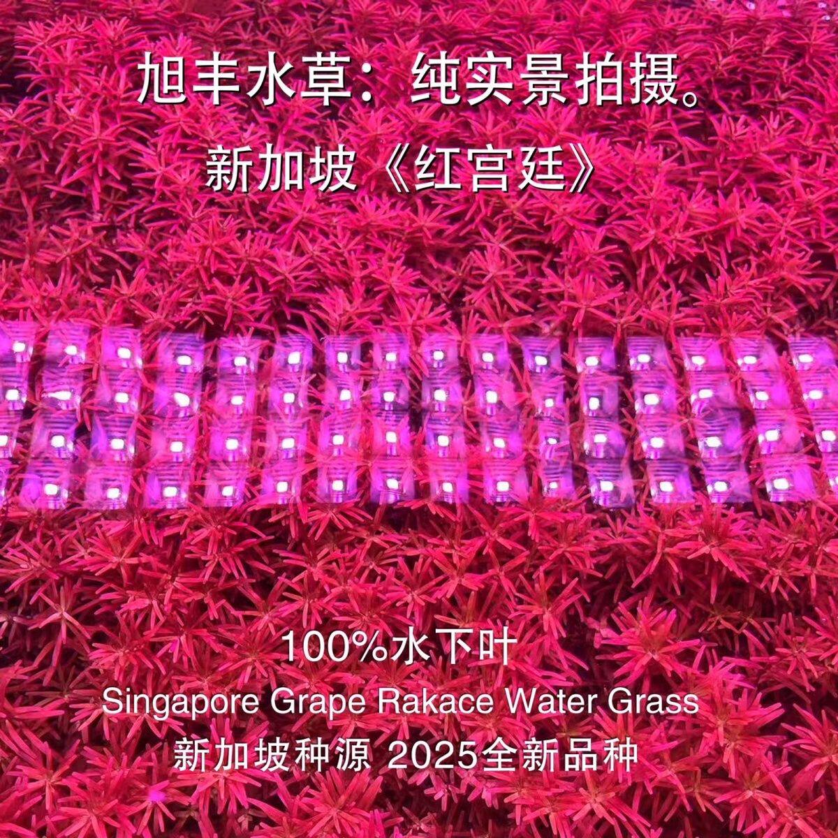 新加坡红宫廷新水草缸中景后景血红宫廷红色水草水下叶二氧