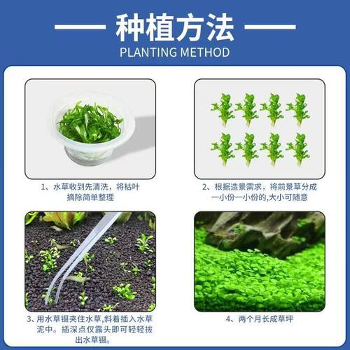 趴地矮珍珠无菌杯定植真