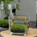 桌面微景缸水草缸水培缸生态瓶创意DIY居家水草泥种子籽造景鱼缸