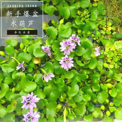 水葫芦水培庭院绿植绿萝