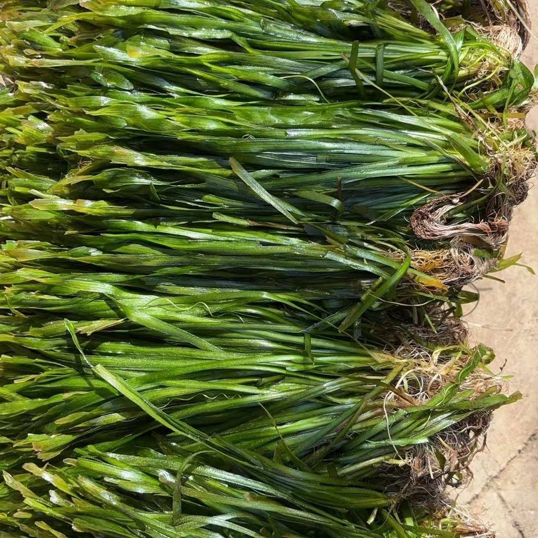 苦草矮生长叶四季长绿养殖龙虾螃蟹鱼塘鱼缸造景增氧净化水质水草,鲜花速递/花卉仿真/绿植园艺,海藻球,淘宝优惠券,粉丝福利购,淘宝优惠卷