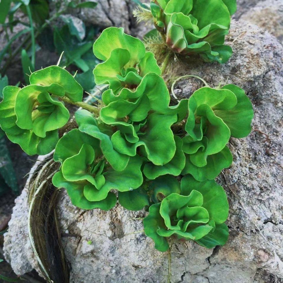 牡丹浮萍鱼缸浮性水草水生植物除no3净化水质真活体水池造景,宠物/宠物食品及用品,造景/装饰,淘宝优惠券,粉丝福利购,淘宝优惠卷