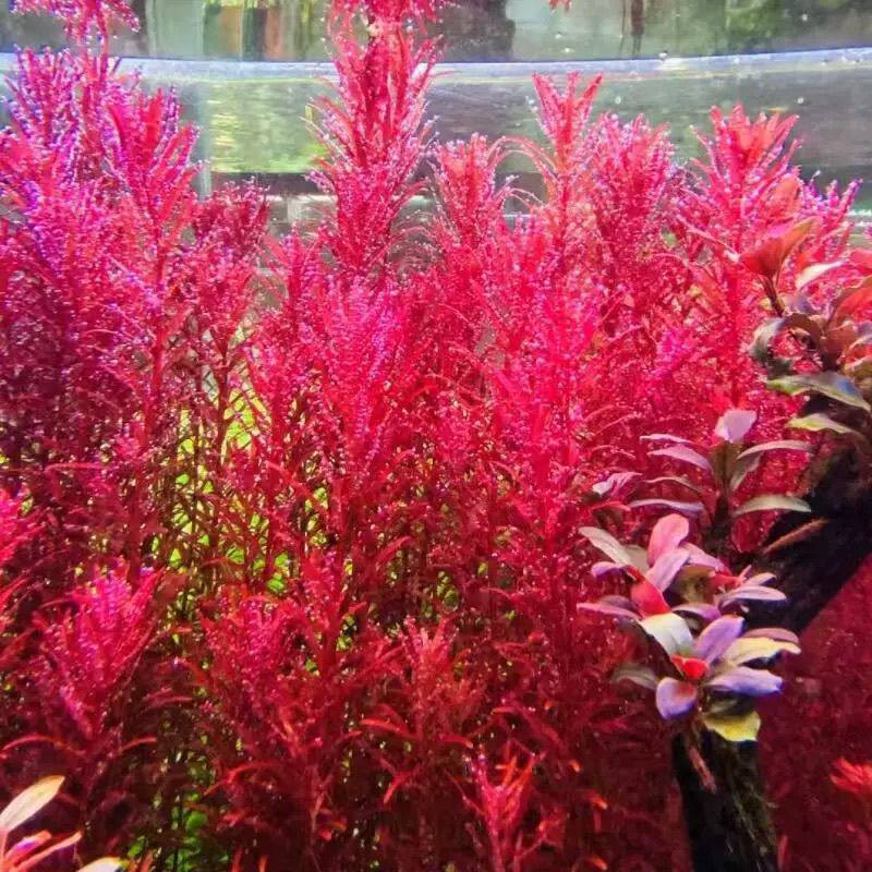 新加坡血红鱼缸草缸造景水草植物红色荷兰景好养易发色水下叶宫廷