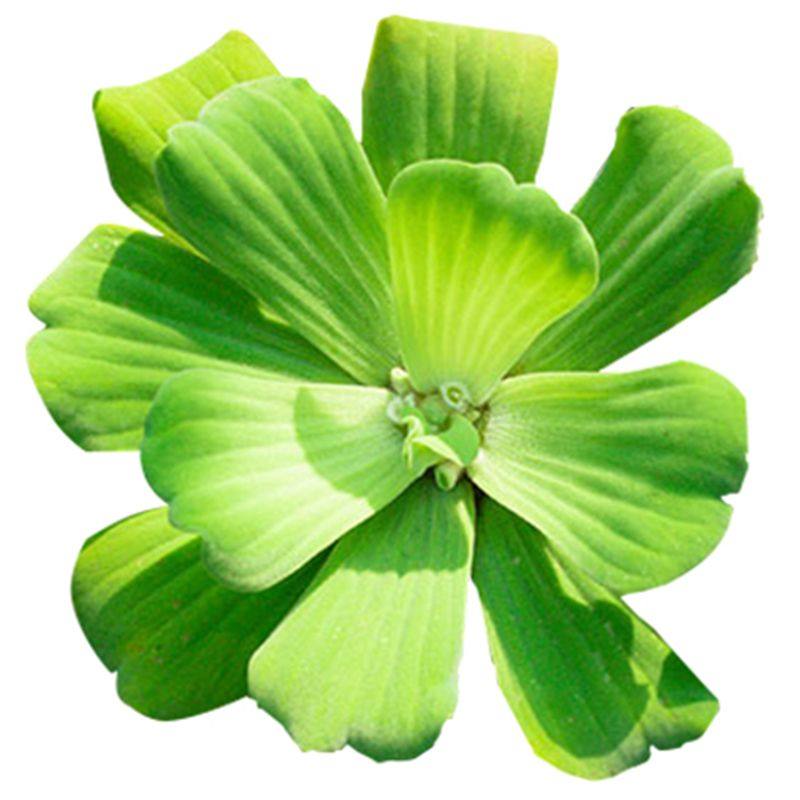 水芙蓉鱼缸浮萍水草养鱼养龟虾净化水质浮草水生植物水族箱造景,宠物/宠物食品及用品,造景/装饰,淘宝优惠券,粉丝福利购,淘宝优惠卷