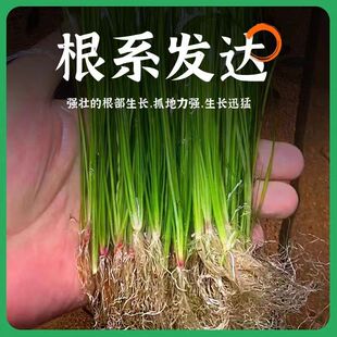 大水兰活体自养水下叶阴性后景草淡水植物鱼缸造景净化水质