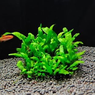 皇冠草大叶阔叶鹿角细叶铁皇冠阴性懒人水草中后景鱼缸造景雷龙缸