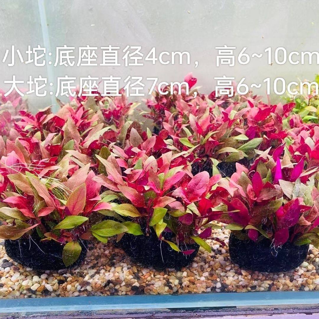 鱼缸草缸造景后景水草 丹麦红玫瑰草缸水草自养水下叶造景套餐,宠物/宠物食品及用品,造景/装饰,淘宝优惠券,粉丝福利购,淘宝优惠卷