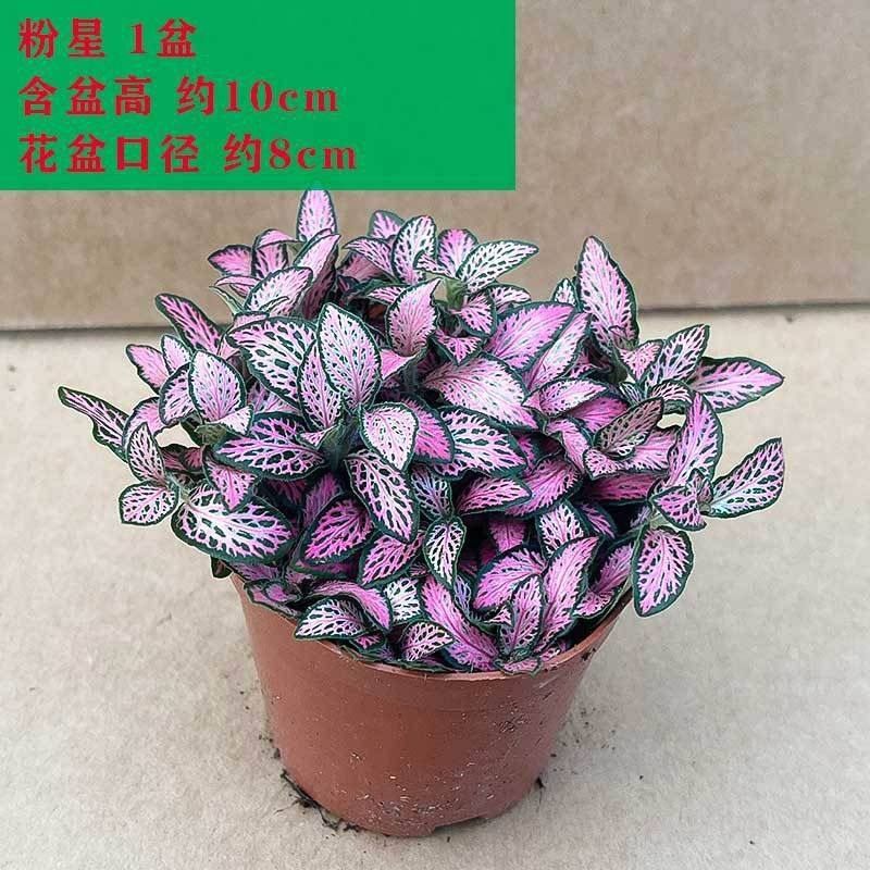 微景观苔藓类植物网纹草雨林植物水陆缸草红色diy组合套餐种植,鲜花速递/花卉仿真/绿植园艺,海藻球,淘宝优惠券,粉丝福利购,淘宝优惠卷