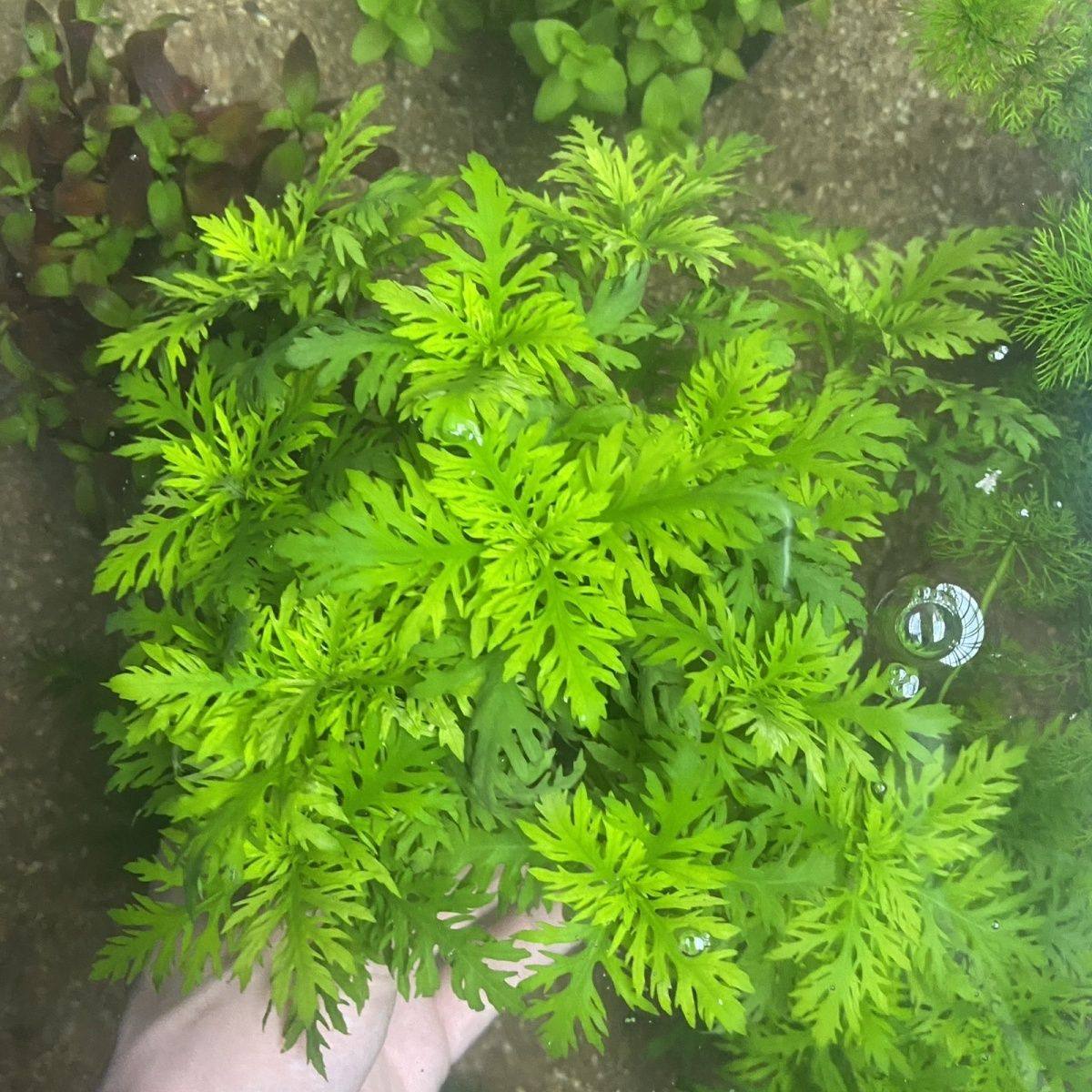 罗兰鱼缸水草真草造景生态净水阴性增氧水质后景新手懒人净化植物,鲜花速递/花卉仿真/绿植园艺,海藻球,淘宝优惠券,粉丝福利购,淘宝优惠卷