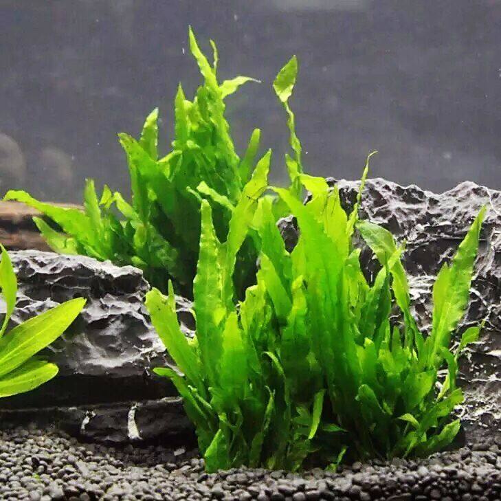 细叶铁皇冠草活体植物中后景草懒人水草丹麦鹿角铁带底座鱼缸造景,鲜花速递/花卉仿真/绿植园艺,海藻球,淘宝优惠券,粉丝福利购,淘宝优惠卷