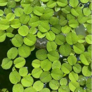 槐叶浮萍生态鱼缸微景盆景造景装饰水面植物净化水质活体水草淡水