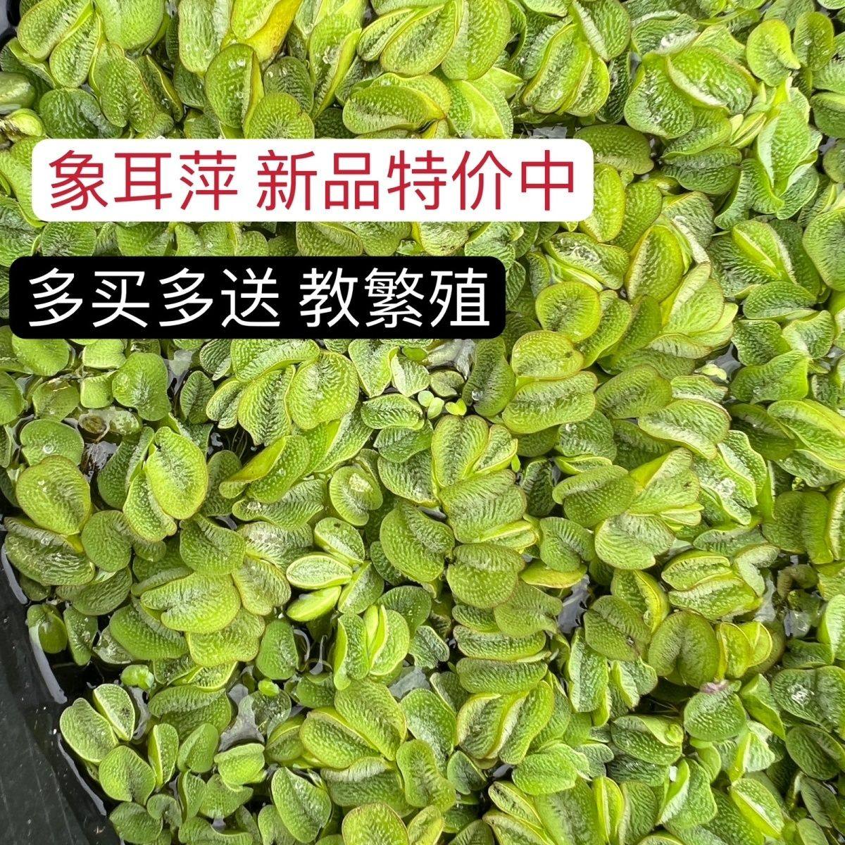 魁叶萍象耳萍水浮萍水草水生植物水培鱼缸造景净水植物除N03,宠物/宠物食品及用品,造景/装饰,淘宝优惠券,粉丝福利购,淘宝优惠卷