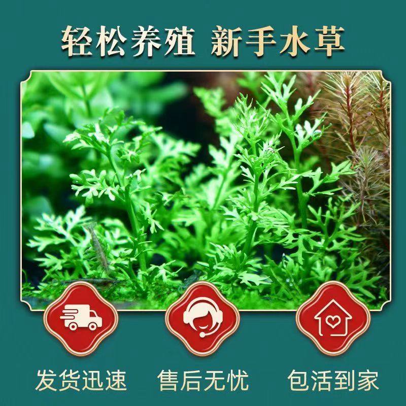 大水芹水草水芹菜鱼缸中后景水下水上植物造景专用增氧真水草好养,宠物/宠物食品及用品,造景/装饰,淘宝优惠券,粉丝福利购,淘宝优惠卷