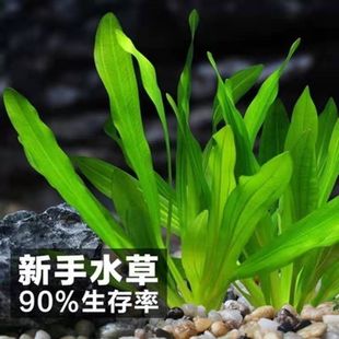 净化花草鱼缸里的水草植物草热带鱼养生态缸冷水造景迷你九冠水草